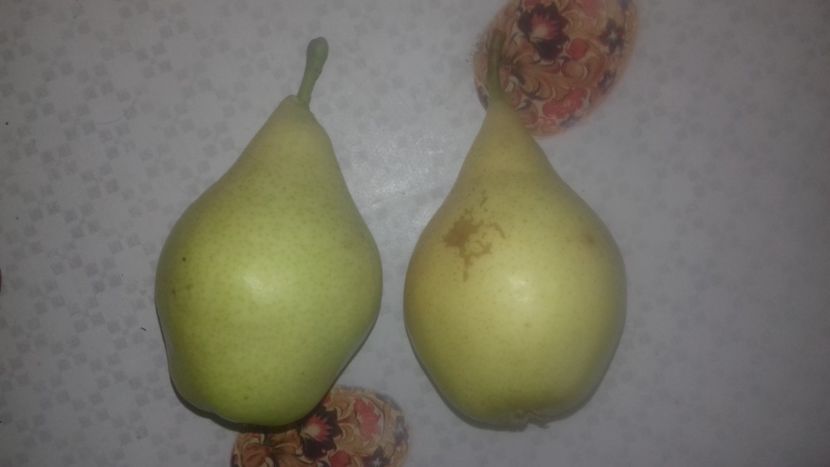  - Vergului posibil Napoca