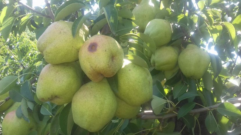  - Belle de Juen Alany