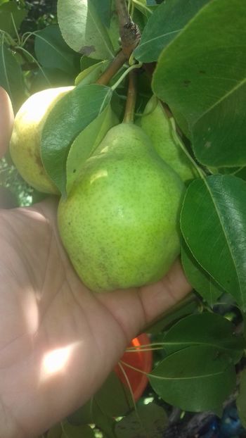  - Belle de Juen Alany