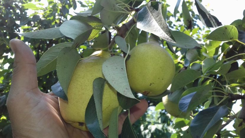  - Pară de la Vasile Pletea posibil Favorita lui Clapp