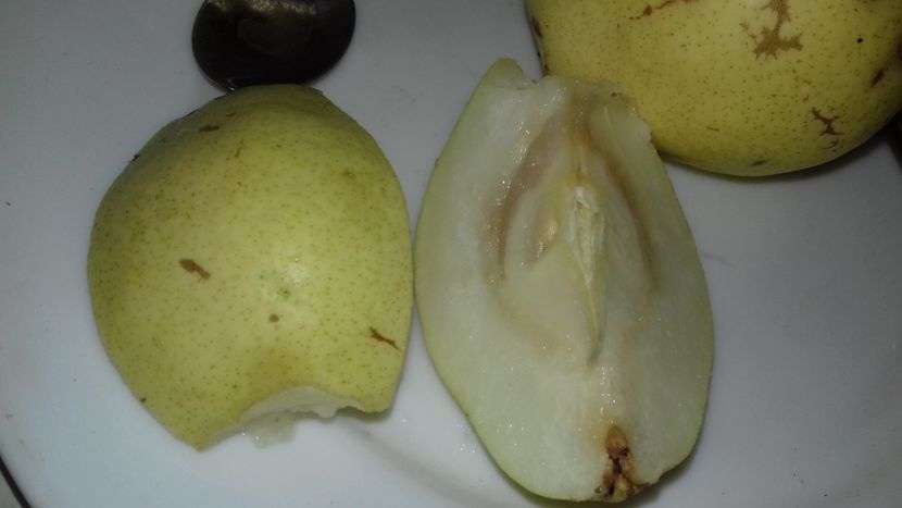  - Pară de la Vasile Pletea posibil Favorita lui Clapp