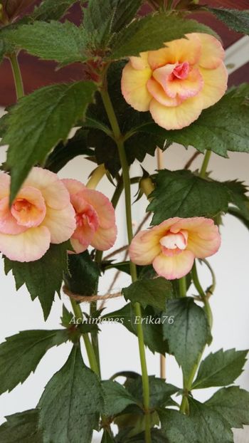 2018 - Lemon Orchard