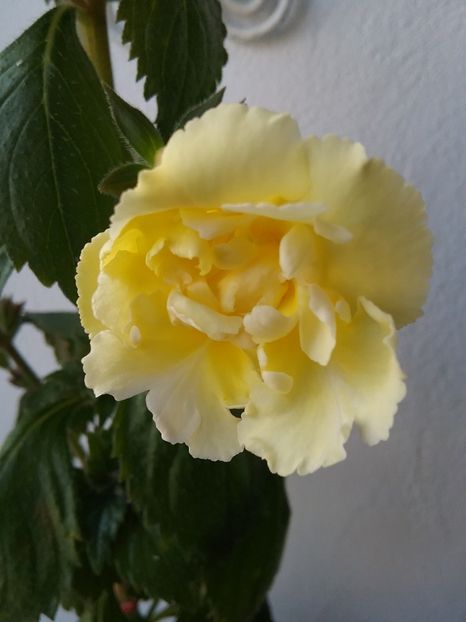  - Yellow english rose