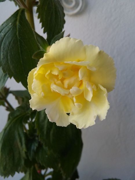  - Yellow english rose