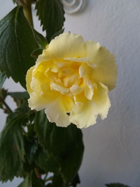 - Yellow english rose