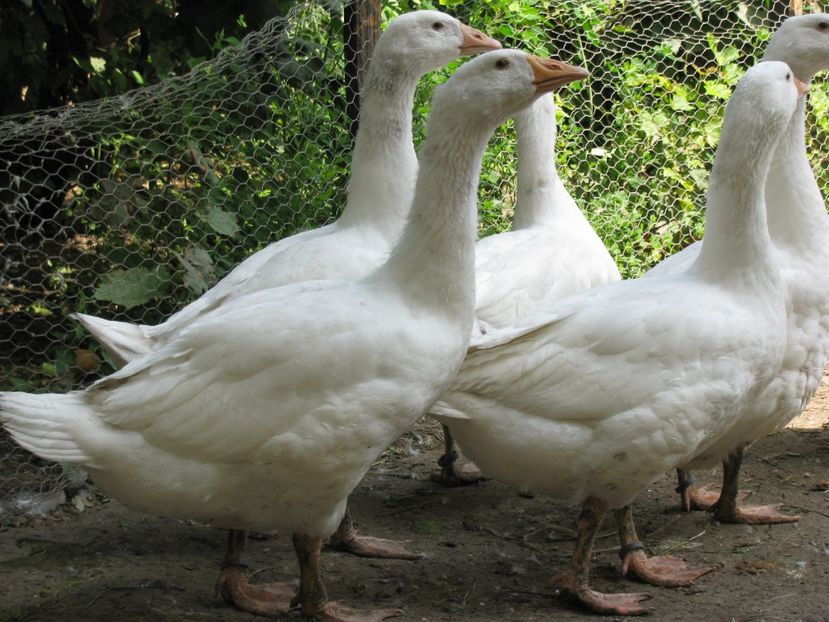 avem 3 luni si 4,6-4,9 kg - GASTE EMBDEN