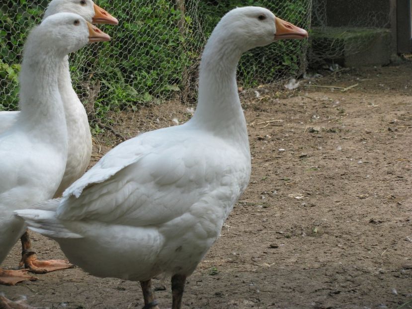 grasu are 4.9 kg la 3 luni - GASTE EMBDEN