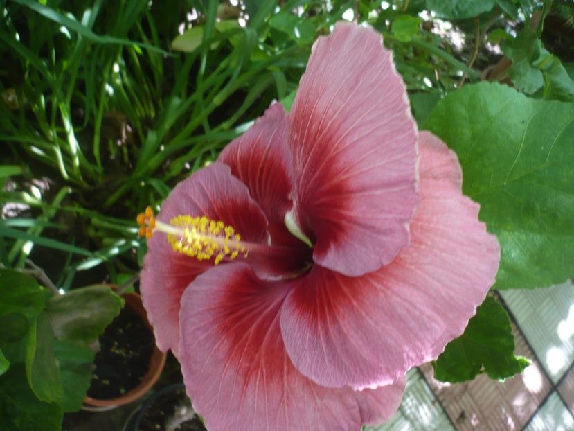 P1390188 - HIBISCUSI 2018-3