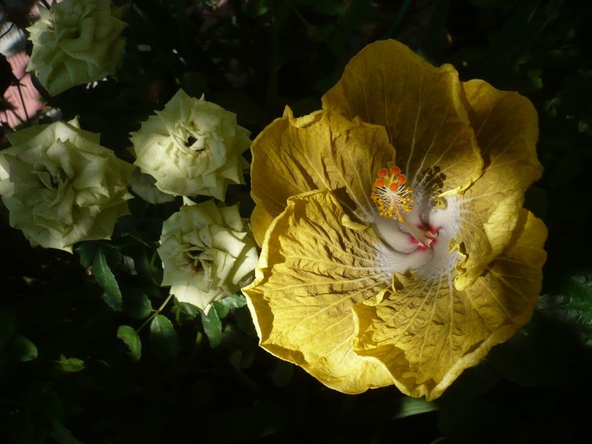 P1390189 - HIBISCUSI 2018-3