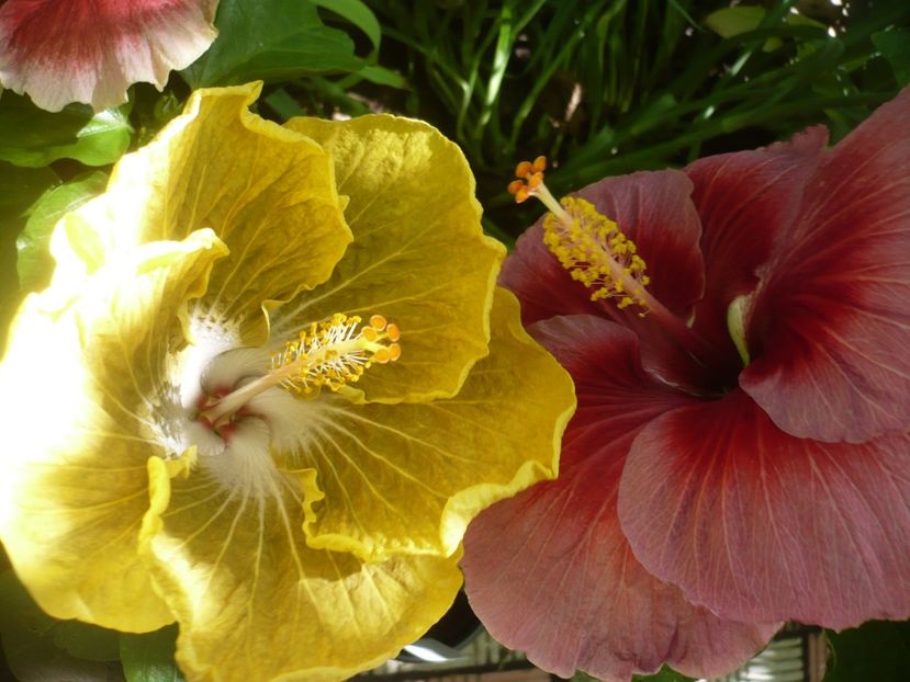 P1390190 - HIBISCUSI 2018-3