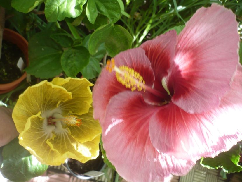 P1390191 - HIBISCUSI 2018-3