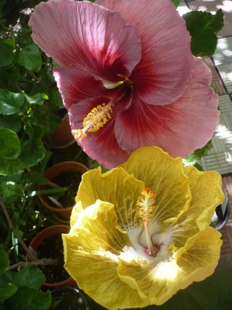 P1390195 - HIBISCUSI 2018-3