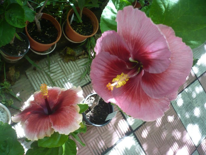 P1390197 - HIBISCUSI 2018-3