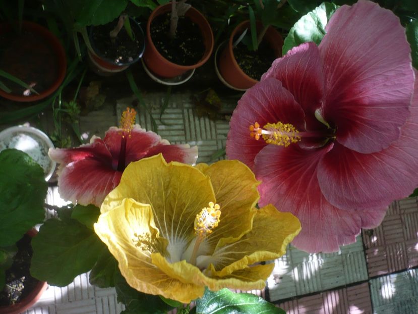 P1390198 - HIBISCUSI 2018-3