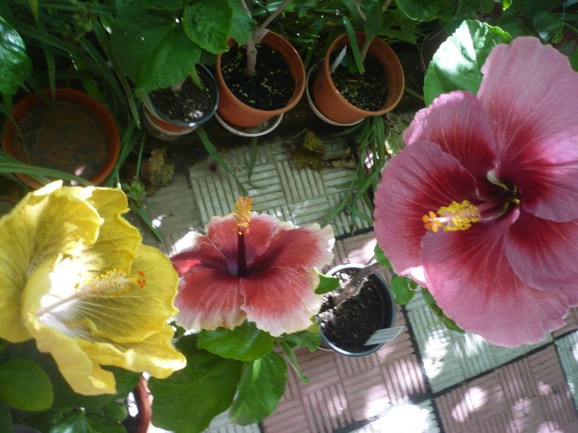 P1390199 - HIBISCUSI 2018-3