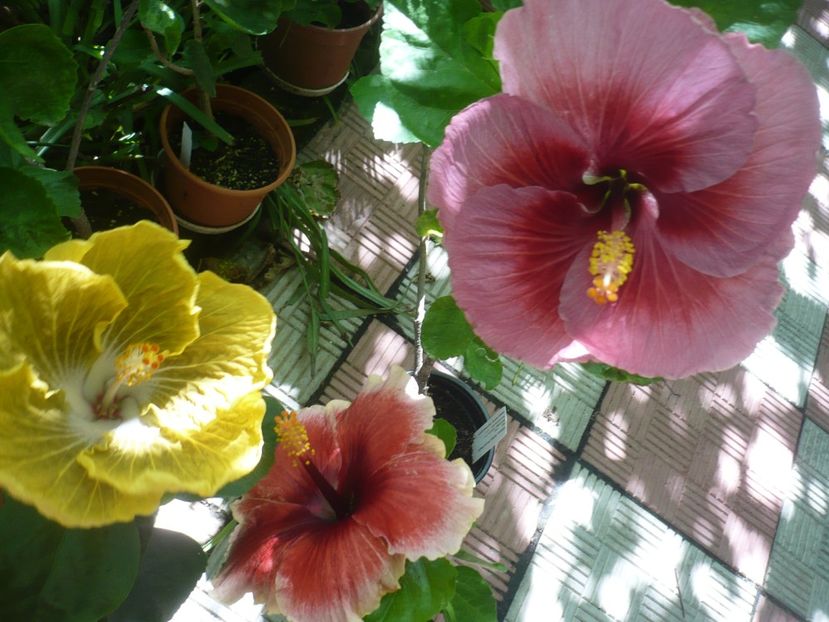 P1390200 - HIBISCUSI 2018-3
