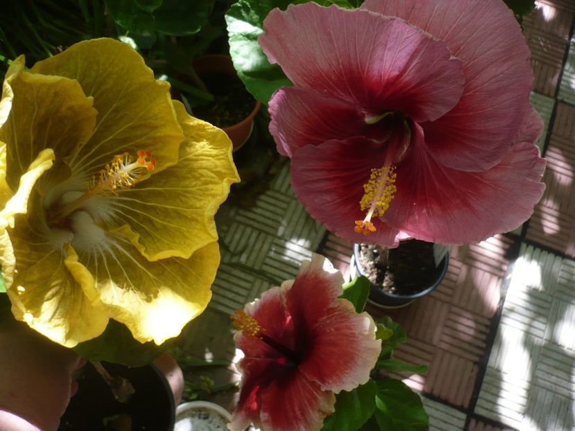 P1390201 - HIBISCUSI 2018-3