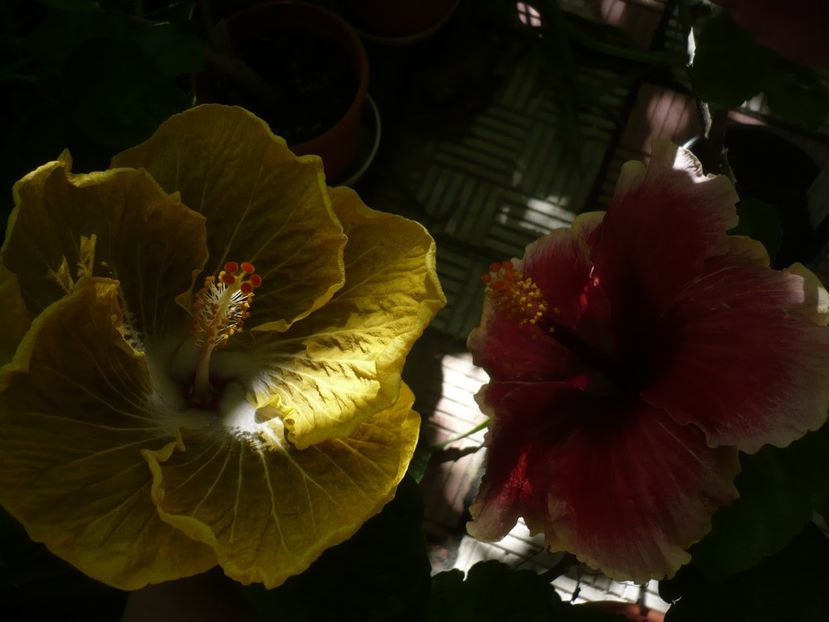 P1390202 - HIBISCUSI 2018-3