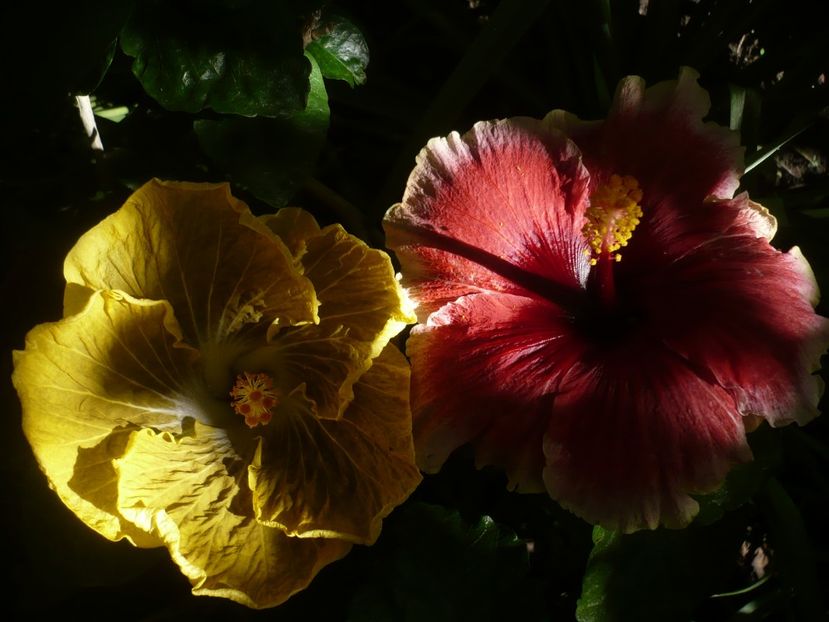 P1390204 - HIBISCUSI 2018-3