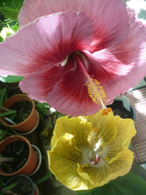 P1390206 - HIBISCUSI 2018-3