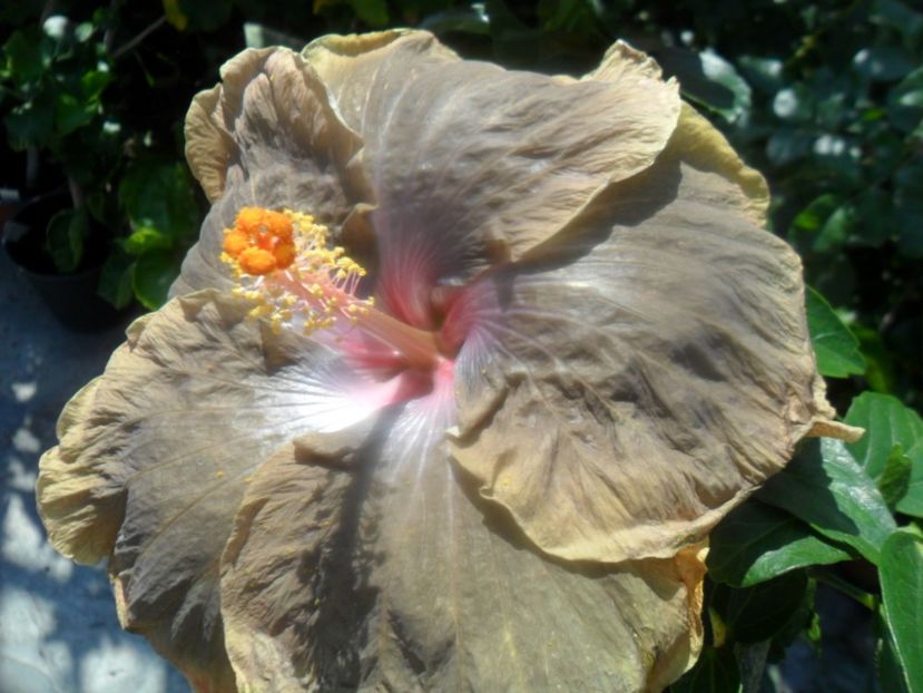  - hibiscusi 2018 4