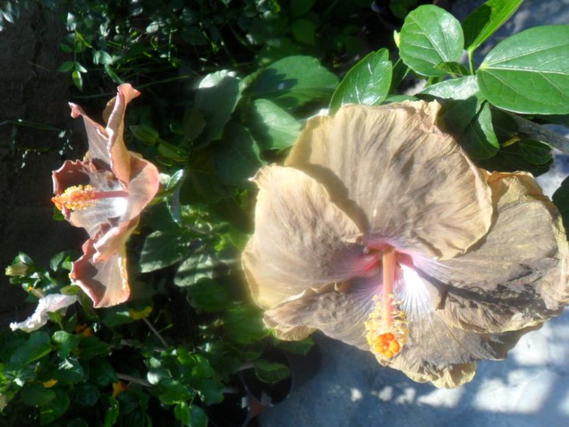  - hibiscusi 2018 4