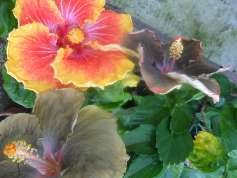  - hibiscusi 2018 4
