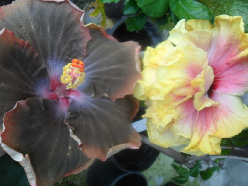  - hibiscusi 2018 4