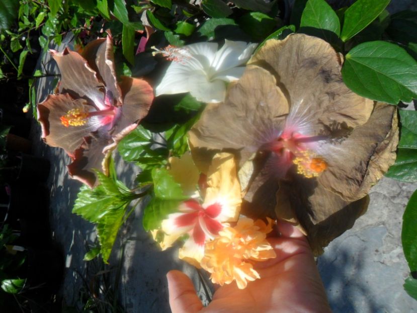  - hibiscusi 2018 4
