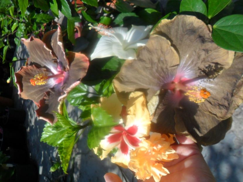  - hibiscusi 2018 4