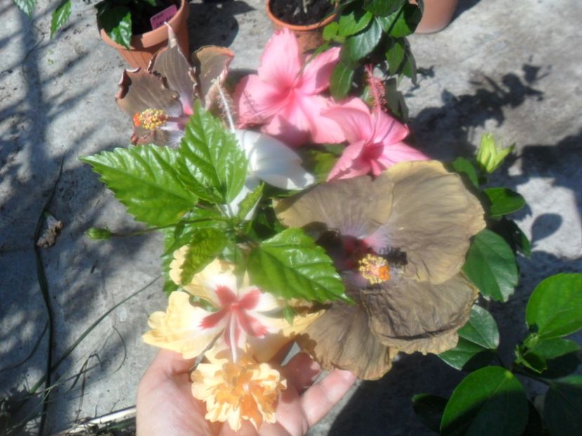  - hibiscusi 2018 4