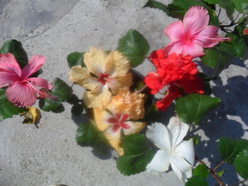  - hibiscusi 2018 4