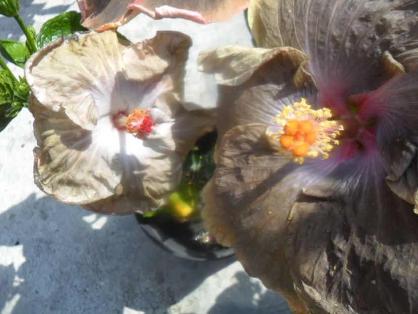  - hibiscusi 2018 4