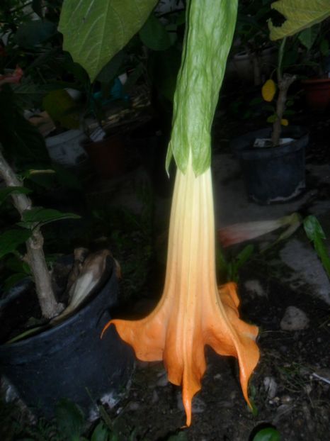  - brugmansii 2018 1