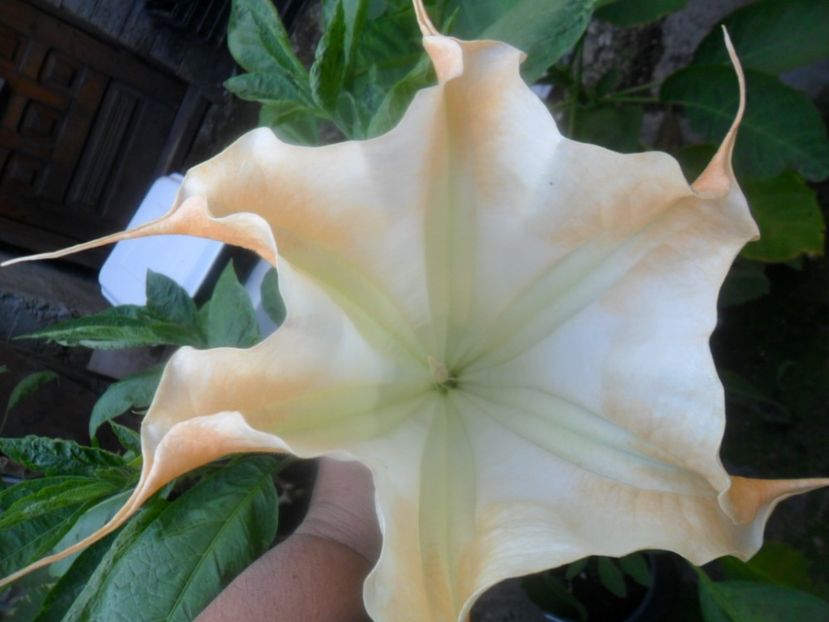  - brugmansii 2018 1