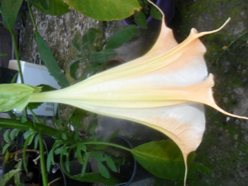  - brugmansii 2018 1