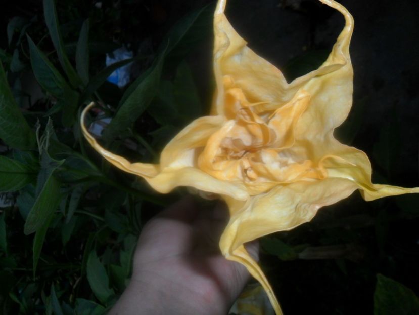  - brugmansii 2018 1