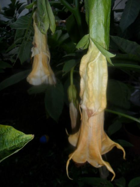  - brugmansii 2018 1