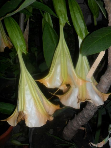  - brugmansii 2018 1