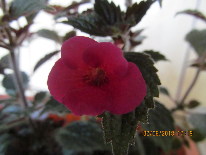 Lady in Black - Achimenes 2018