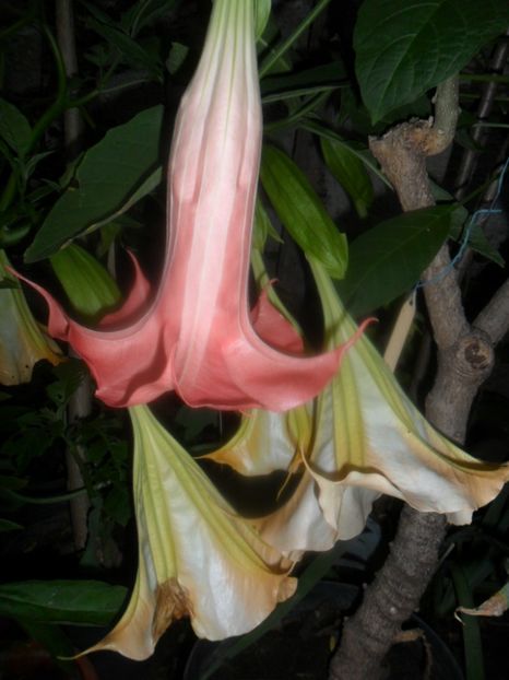  - brugmansii 2018 1