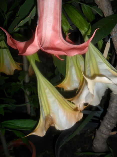  - brugmansii 2018 1