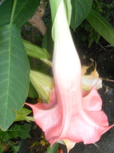  - brugmansii 2018 1
