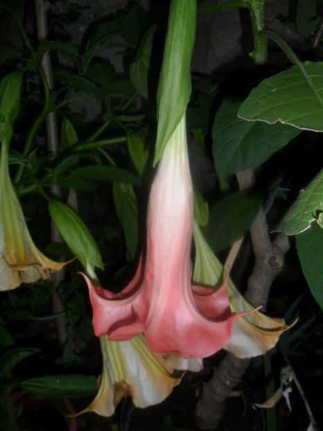  - brugmansii 2018 1