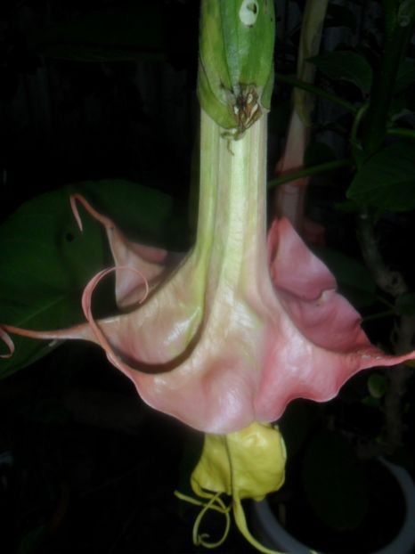  - brugmansii 2018 1