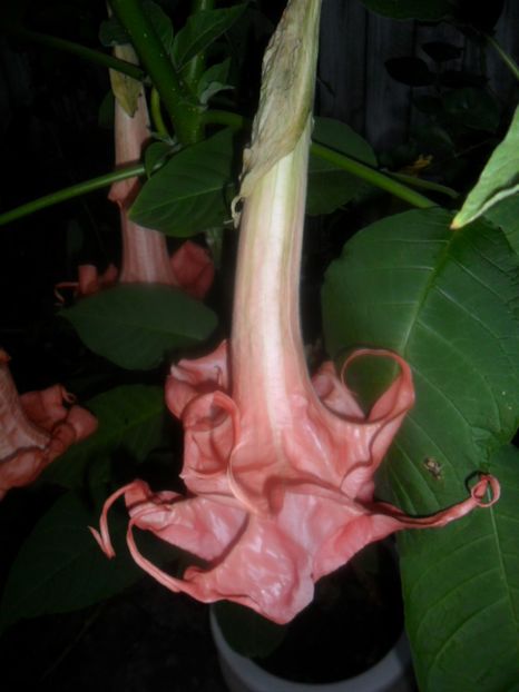  - brugmansii 2018 1