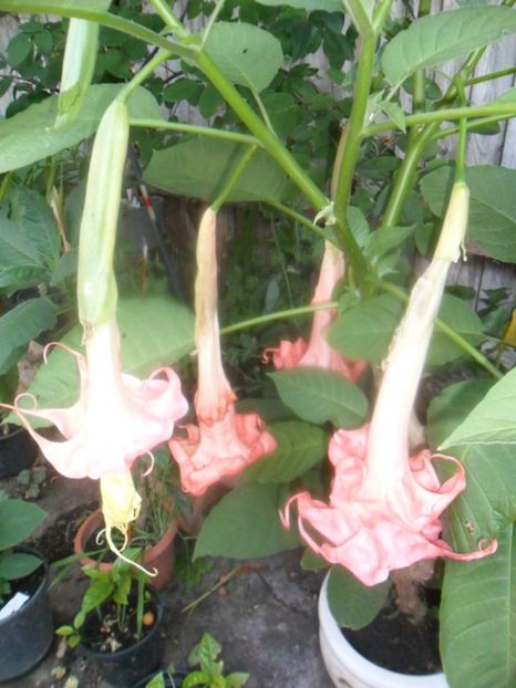  - brugmansii 2018 1