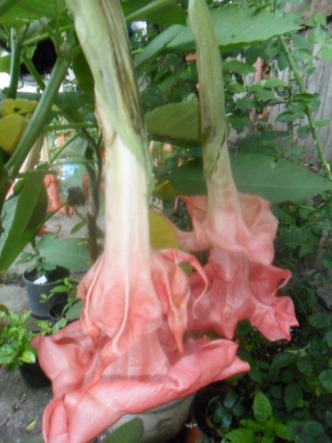  - brugmansii 2018 1