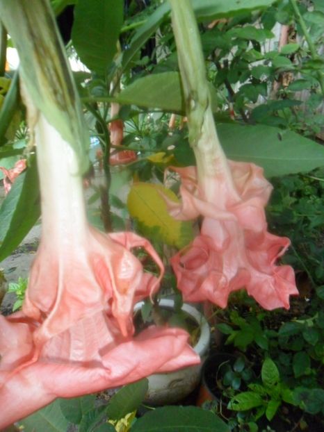  - brugmansii 2018 1