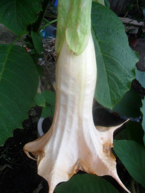  - brugmansii 2018 1